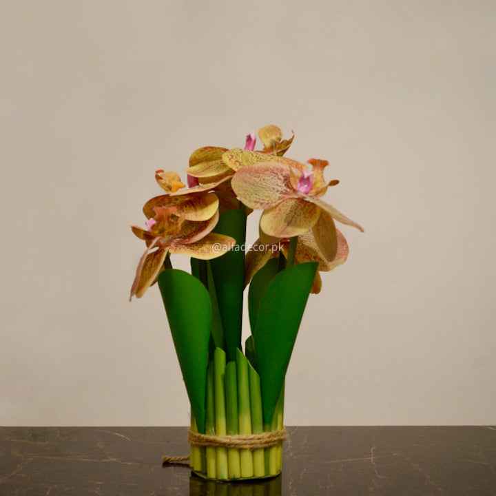 Elegant Brown Orchids Bliss