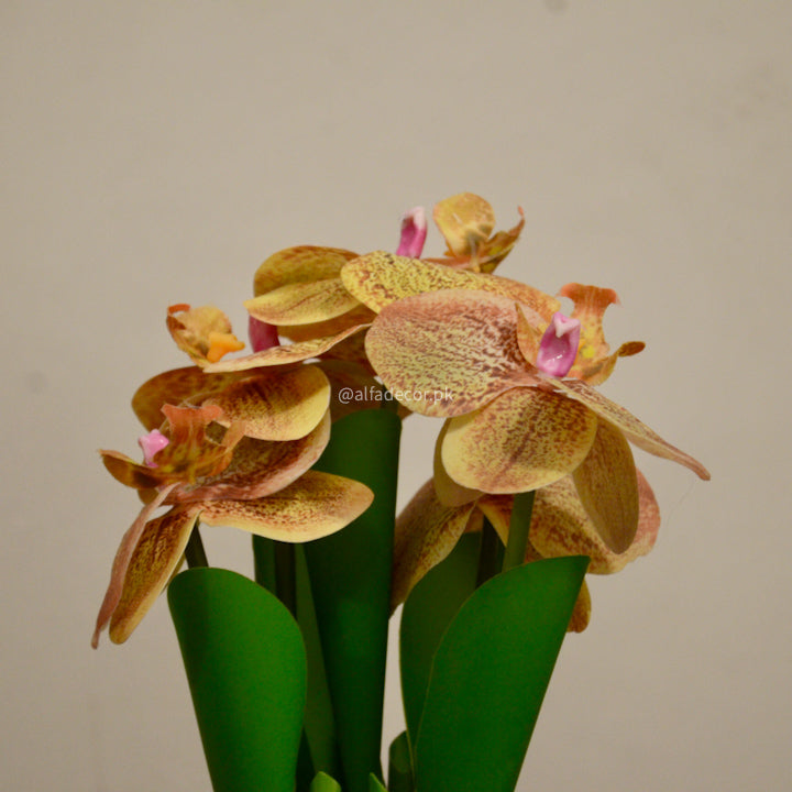 Elegant Brown Orchids Bliss