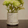 Green Cluster Mini Plant in Speckled Pot