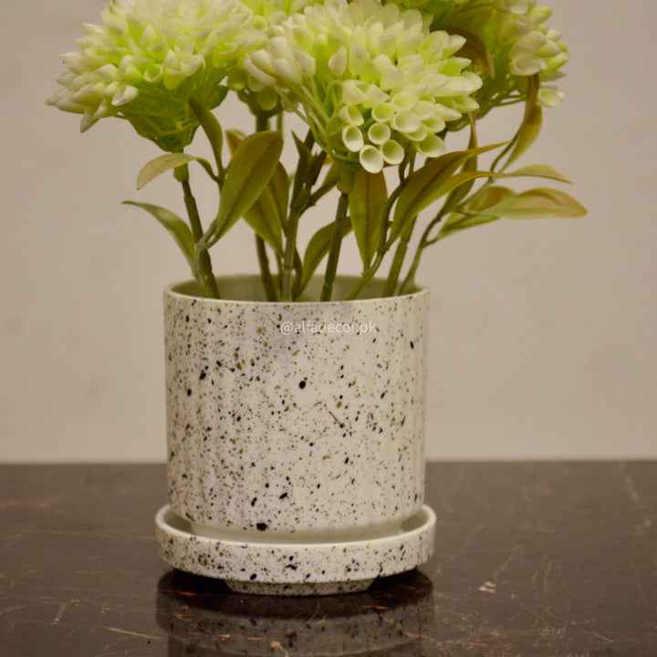 Green Cluster Mini Plant in Speckled Pot