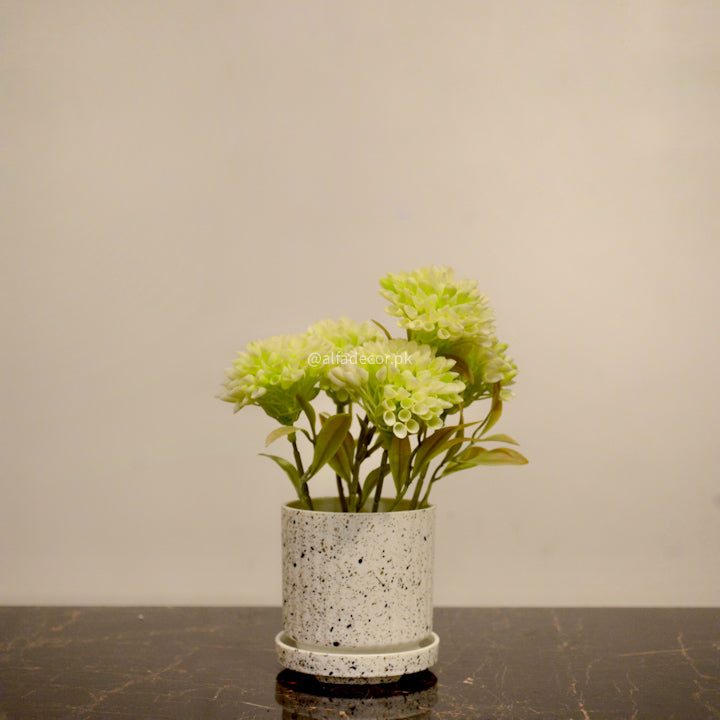 Green Cluster Mini Plant in Speckled Pot