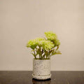 Green Cluster Mini Plant in Speckled Pot