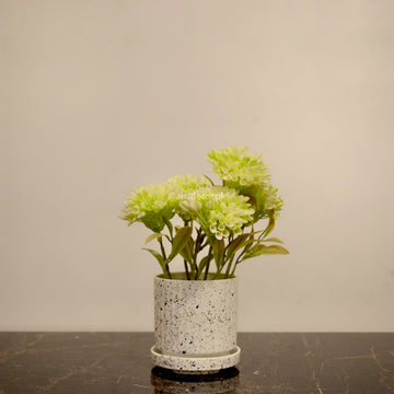 Green Cluster Mini Plant in Speckled Pot